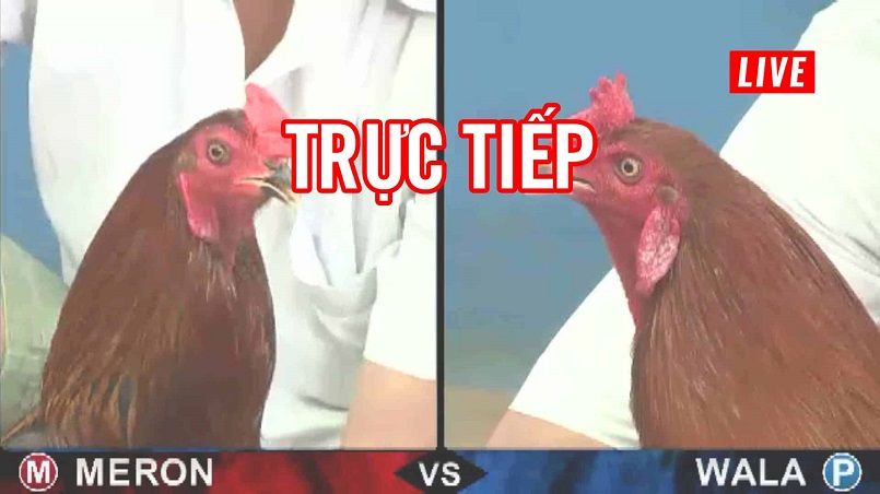 Đá gà trực tiếp tại Jun88 có nhiều hình thức đa dạng